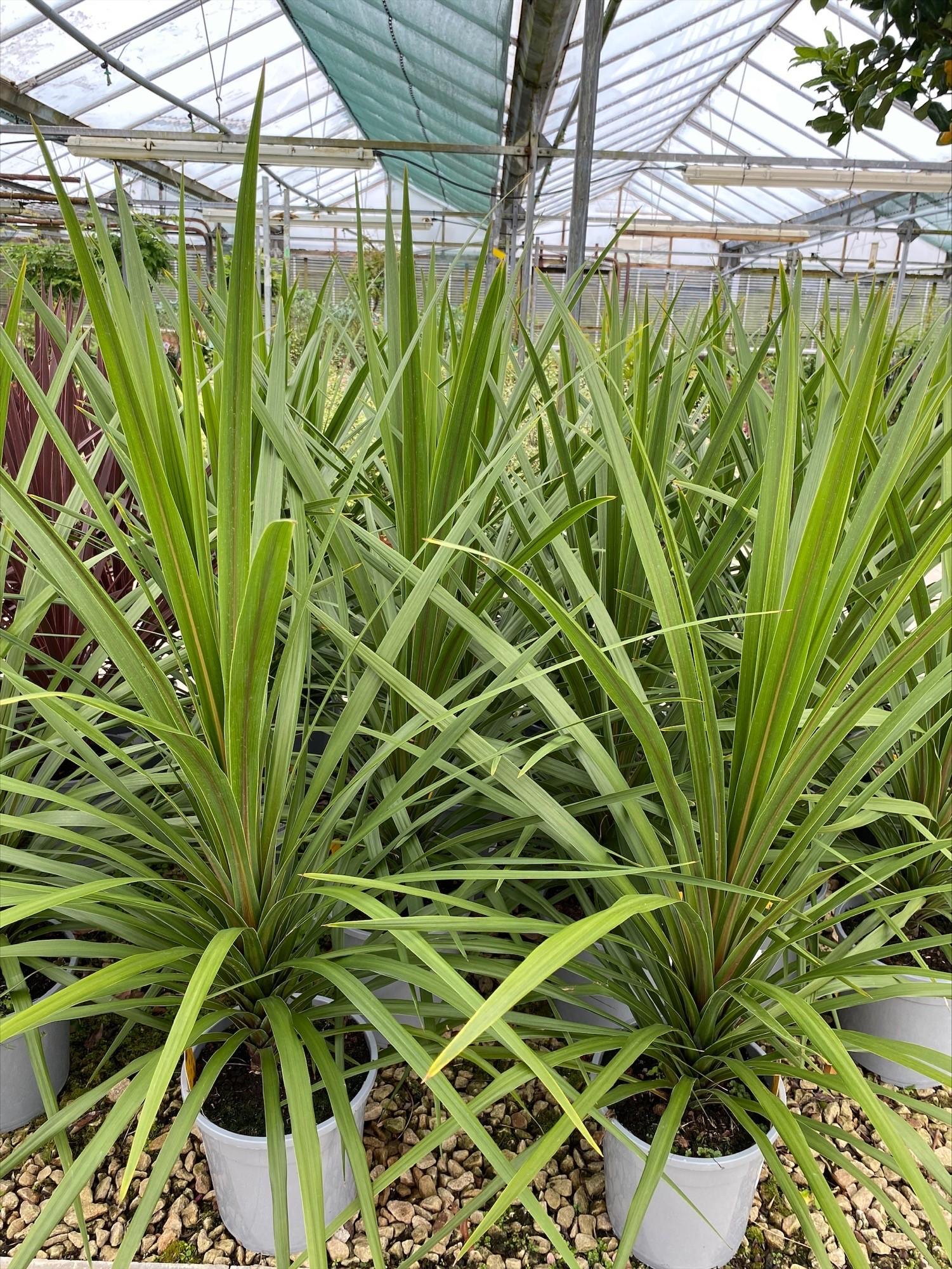 Cordyline Australis 2c Assorted 3 9bea17b5 C5ad 4e57 A51c 0d77ec31036a from www redcrocus com