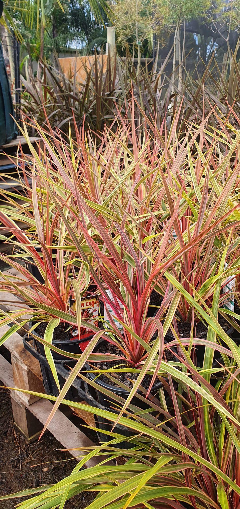 Cordyline Australis 2c Assorted 4 6354648f F962 45c2 A94c Cc3414a64417 from www redcrocus com