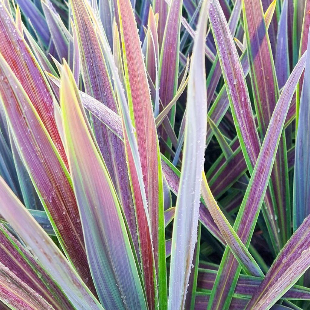 Cordyline Australis 2c Assorted 5 027887f7 98ee 4110 B304 F6bd920491f8 from www redcrocus com