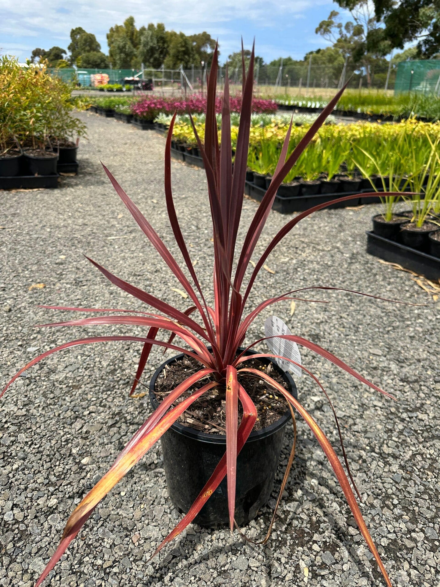 Cordyline Australis 2c Assorted 6 A2757a73 D230 485c 995b D5bcbd28536a from www redcrocus com