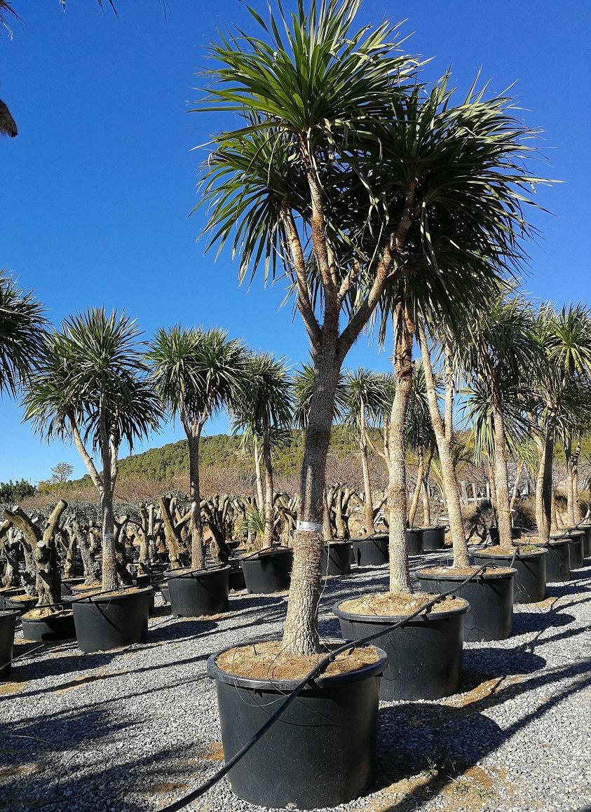 Cordyline Australis 2c Assorted 7 2521336b Caaa 4291 9bd9 A5586ef6c257 from www redcrocus com
