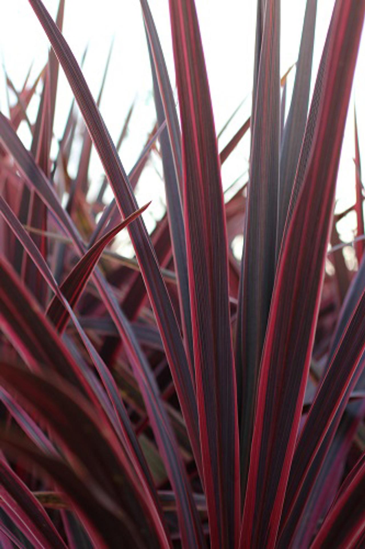 Cordyline Australis 2c Assorted 8 1e370253 0a3f 453a 8a0f 0022ce9bb64e from www redcrocus com
