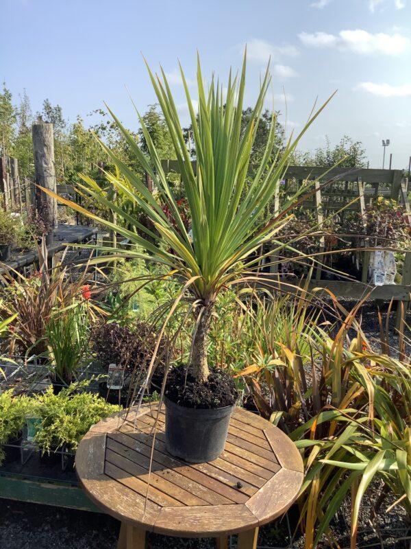 Cordyline Australis 2c Assorted 9 11d3a7ee 506a 4d7b 86c4 607c5ee90c08 from www redcrocus com