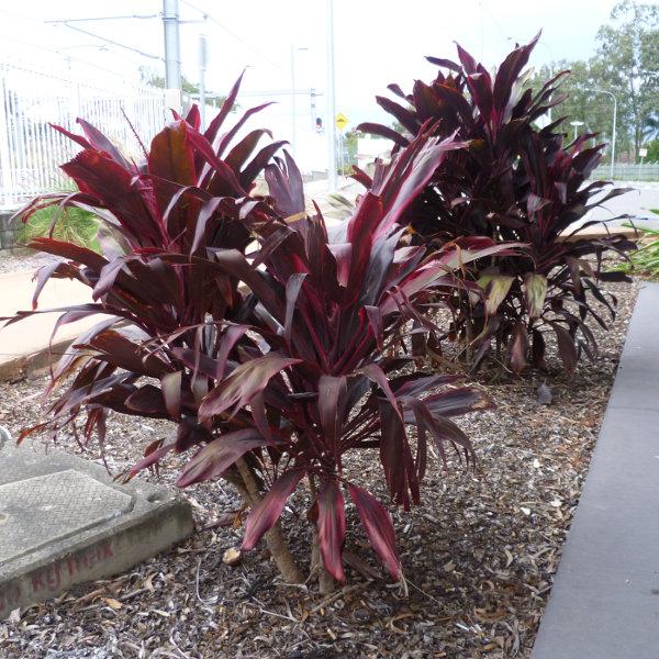 Cordyline Australis Assorted 10 44450cf4 E421 43b1 8e5f 7ffeefc39049 from www redcrocus com