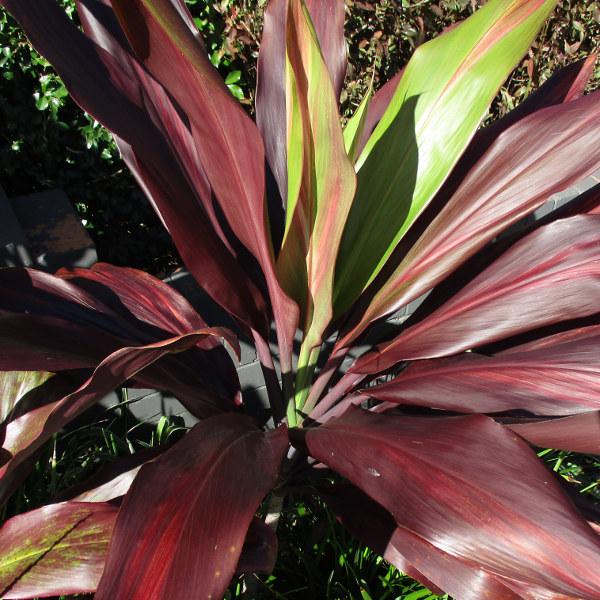 Cordyline Australis Assorted 11 F8ba4ef8 6c04 4eb4 B197 7092106c4031 from www redcrocus com