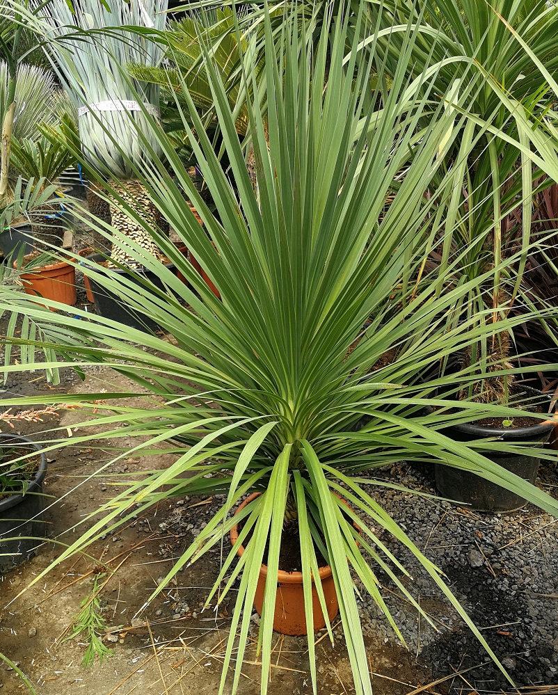 Cordyline Australis Assorted 13 Fc0b57ac 8246 40ea B33e 8bb83a6f6a7a from www redcrocus com
