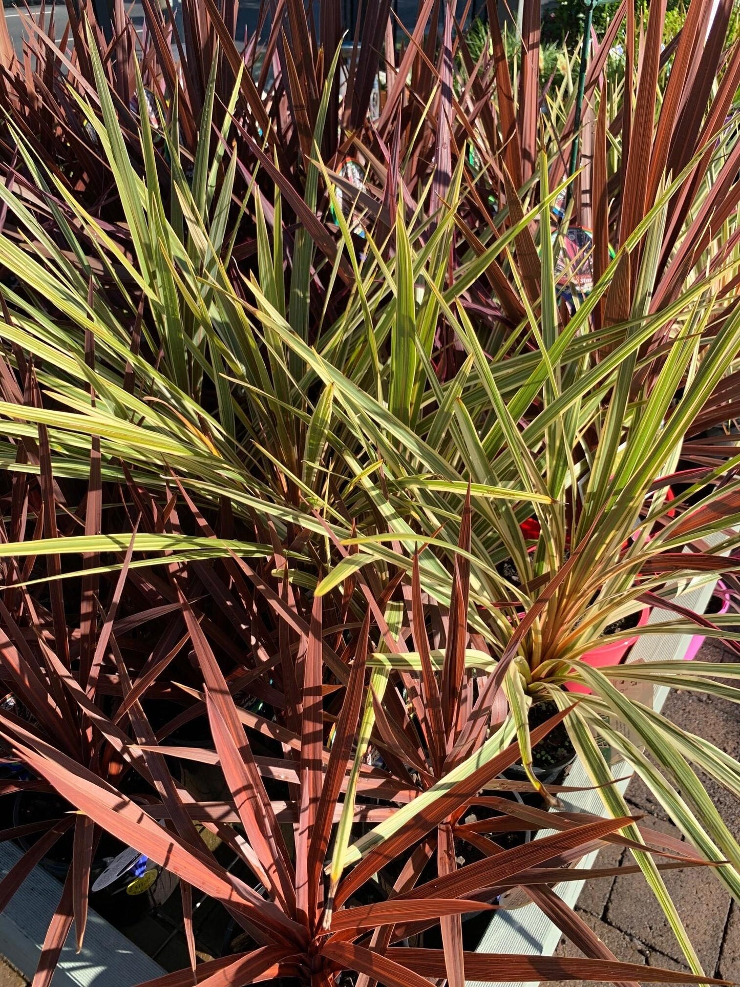 Cordyline Australis Assorted 1 2450dc3d 1539 4f8d 9bfc 9df6b7827409 from www redcrocus com