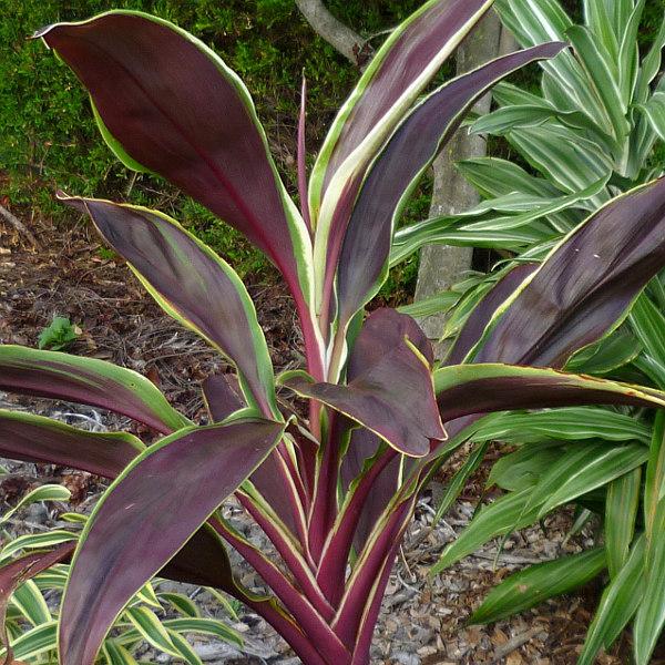 Cordyline Australis Assorted 2 6c119a2e 62a6 4814 80f7 F9dde9780911 from www redcrocus com