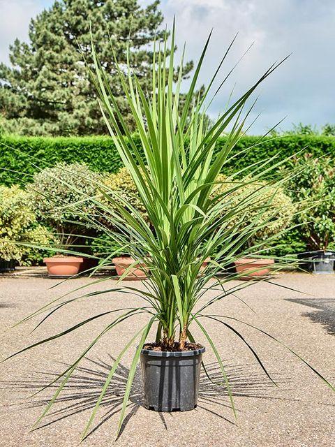 Cordyline Australis Assorted 3 A3b692d7 Daa7 4cb2 Aa59 1a0a3777a987 from www redcrocus com