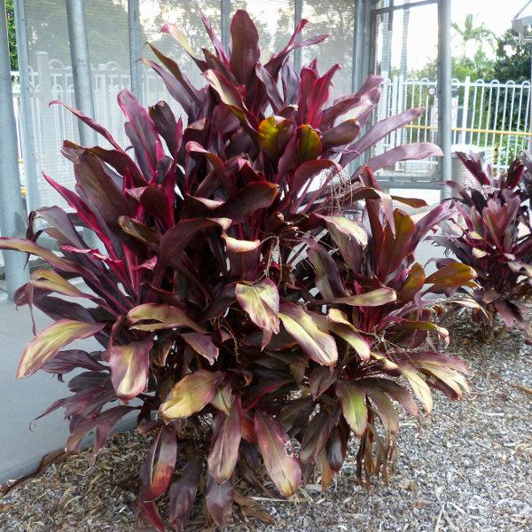 Cordyline Australis Assorted 6 306029a4 89b5 4cd4 B9db 76dceac1c011 from www redcrocus com