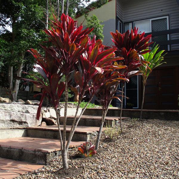 Cordyline Australis Assorted 7 977d27dc 112a 4c38 Bce8 D699f94c5055 from www redcrocus com