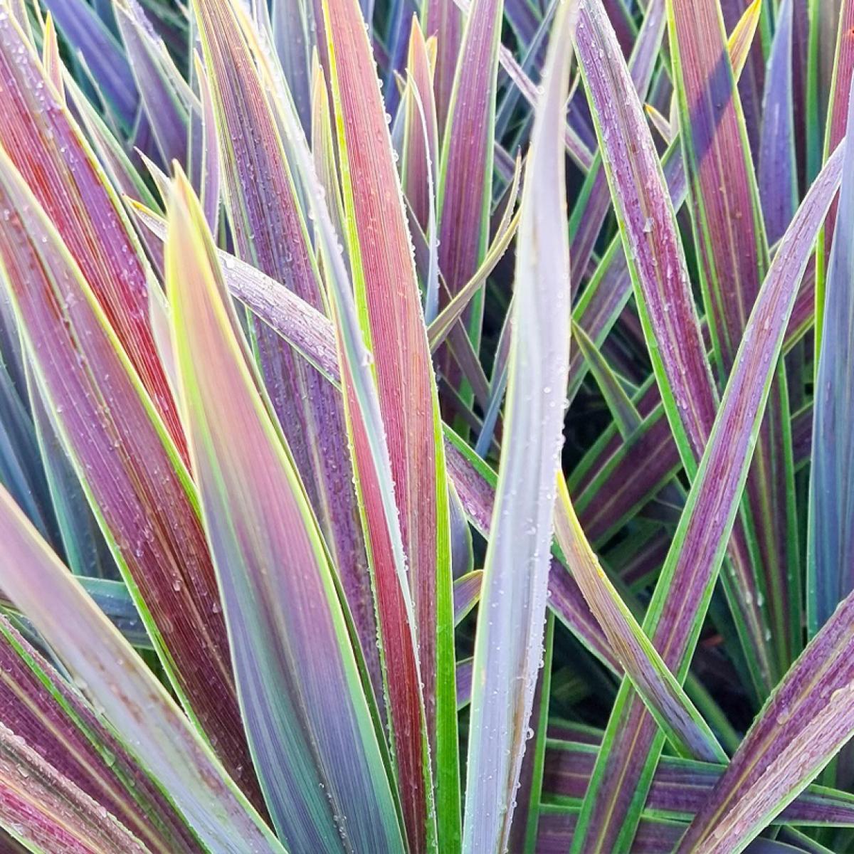 Cordyline Australis Assorted 8 A40237be 9b5e 404b Bbdb 2ef9da0fad89 from www redcrocus com