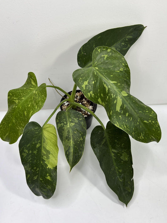 Philodendron 'jose Buono Fiesta' - View 11 from www redcrocus com