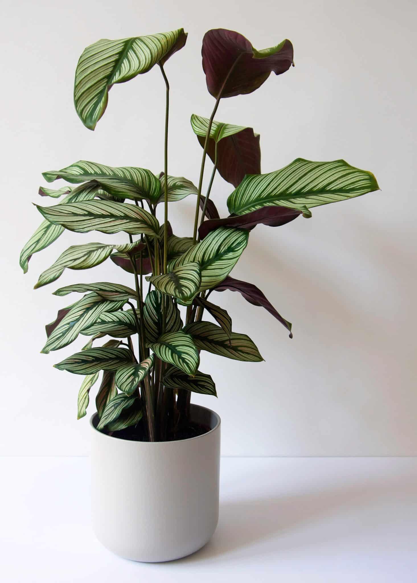 Calathea White Star - View 14 from www redcrocus com