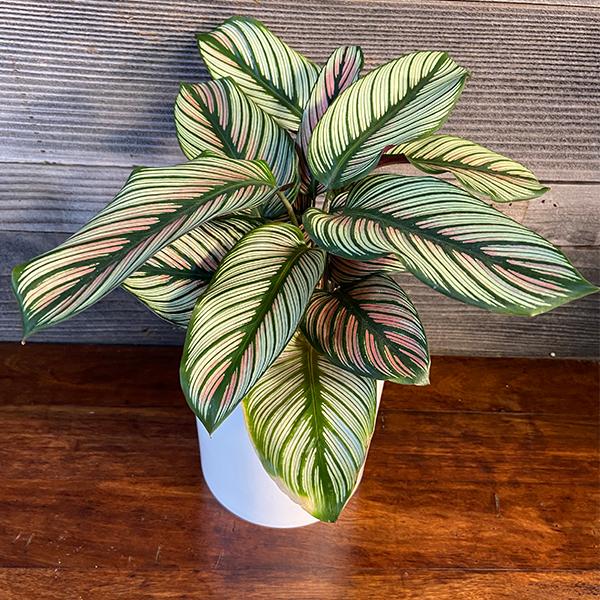 Calathea White Star - View 19 from www redcrocus com