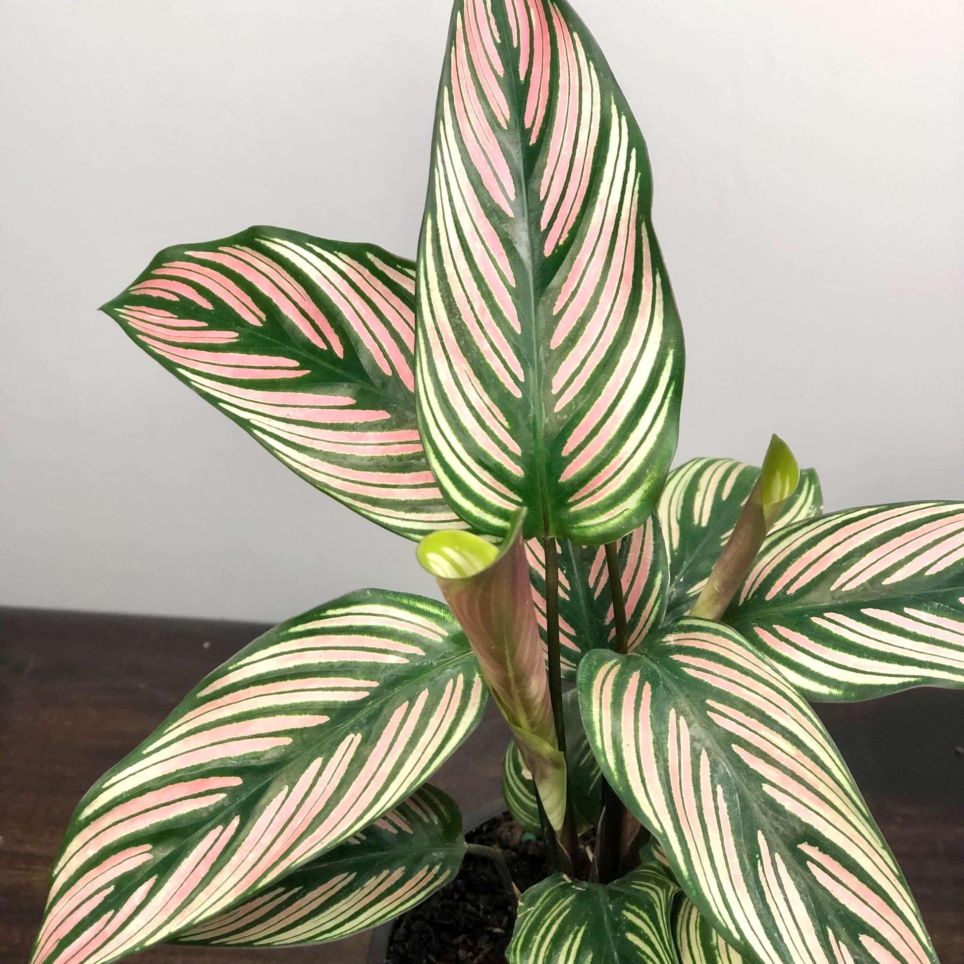Calathea White Star - View 6 from www redcrocus com
