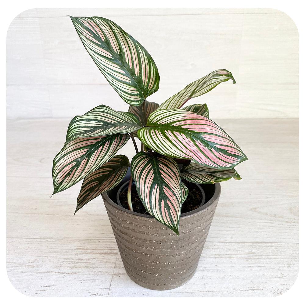 Calathea 'white Star' - View 15 from www redcrocus com