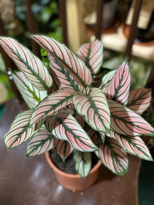 Calathea 'white Star' - View 1 from www redcrocus com
