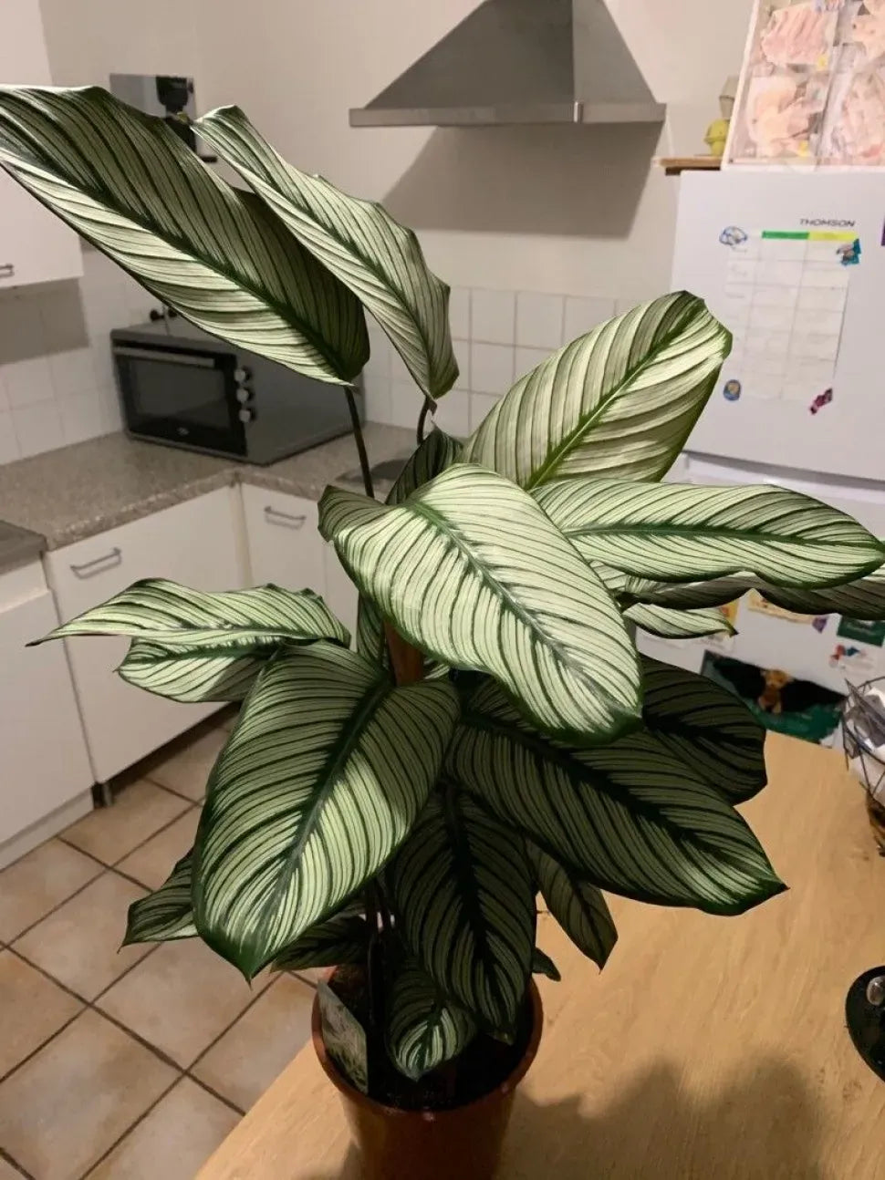 Calathea 'white Star' - View 8 from www redcrocus com