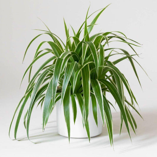 Spider Plant, Chlorophytum Comosum - View 11 from www redcrocus com