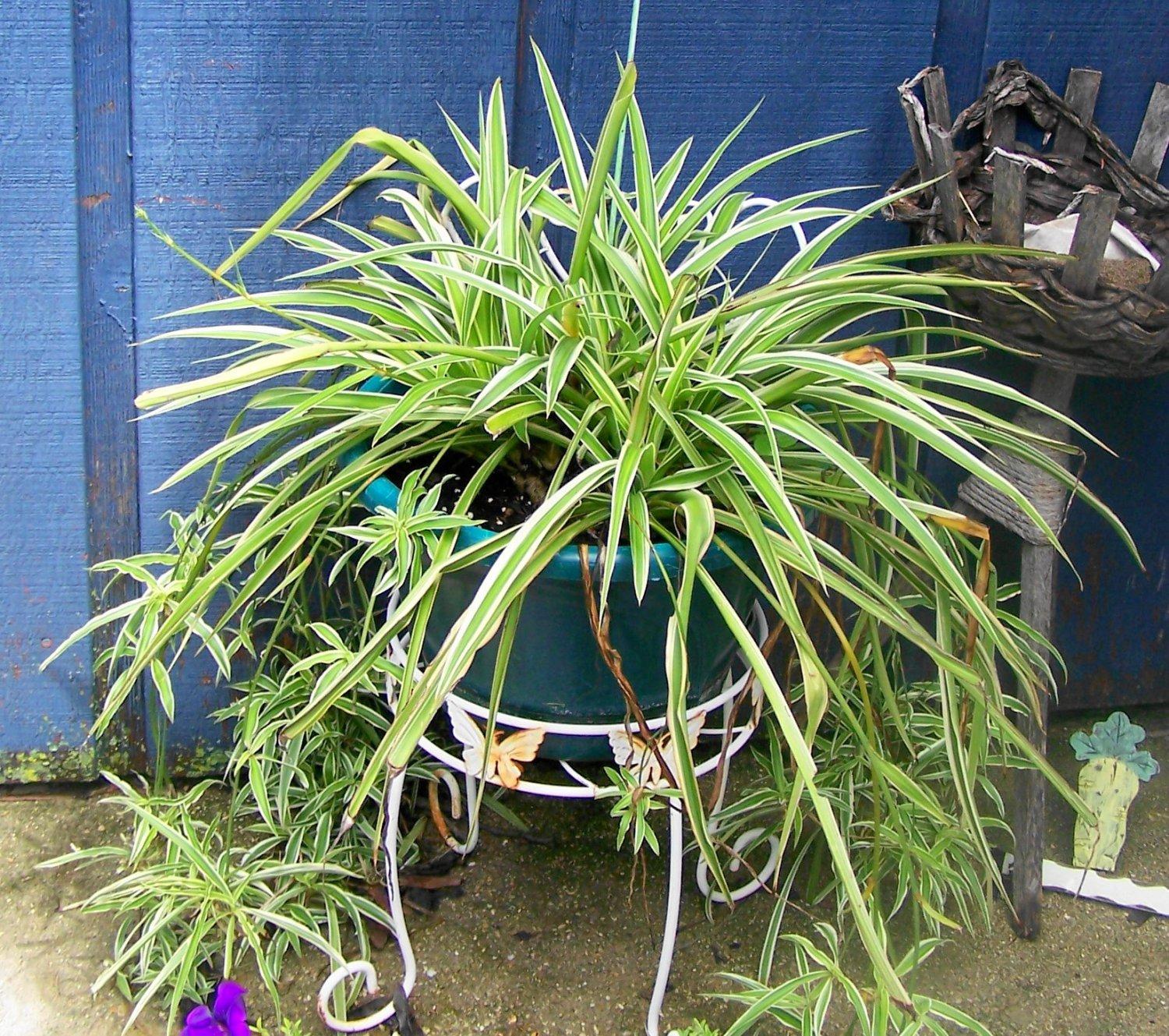 Spider Plant, Chlorophytum Comosum - View 12 from www redcrocus com
