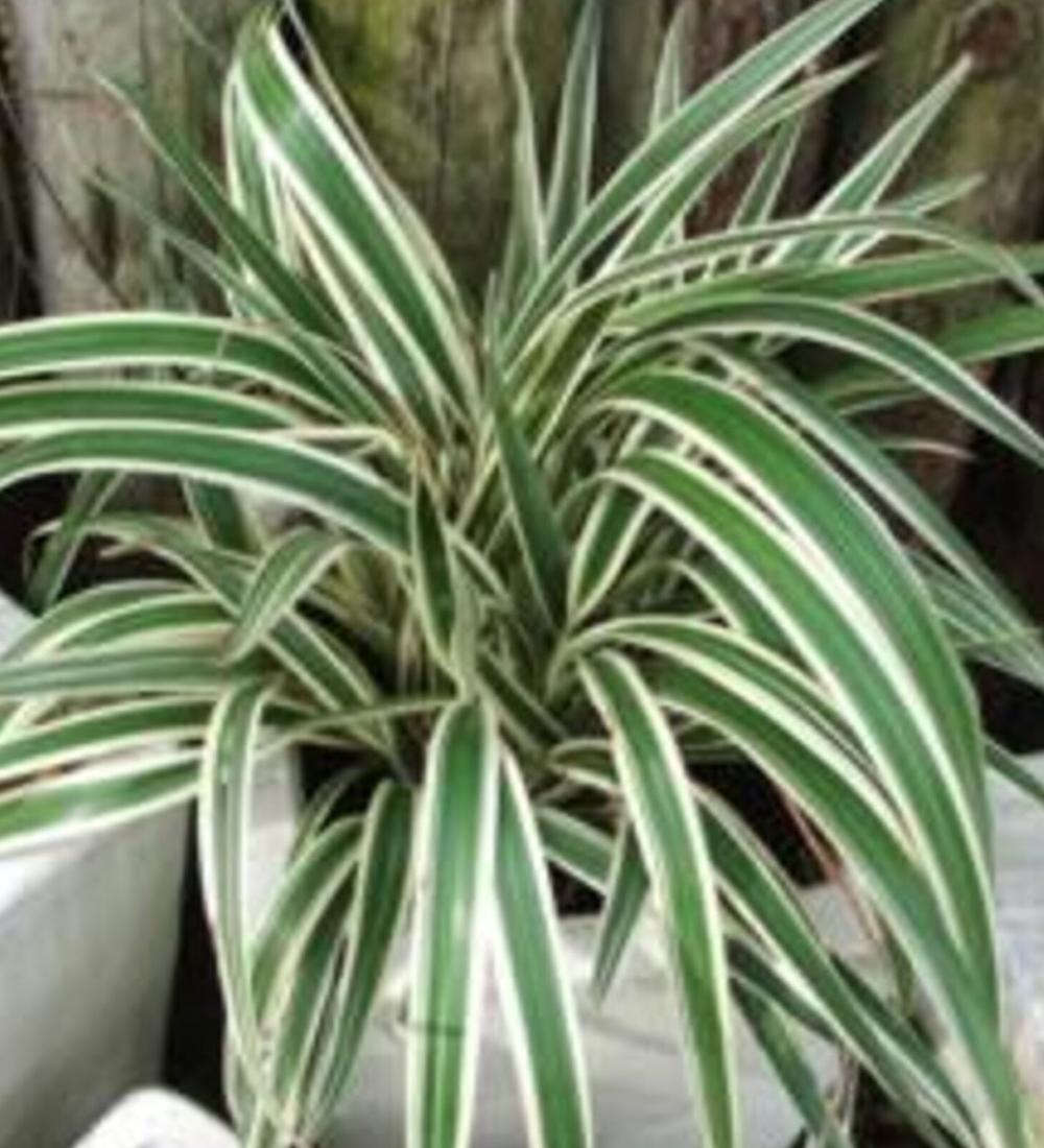 Spider Plant, Chlorophytum Comosum - View 16 from www redcrocus com
