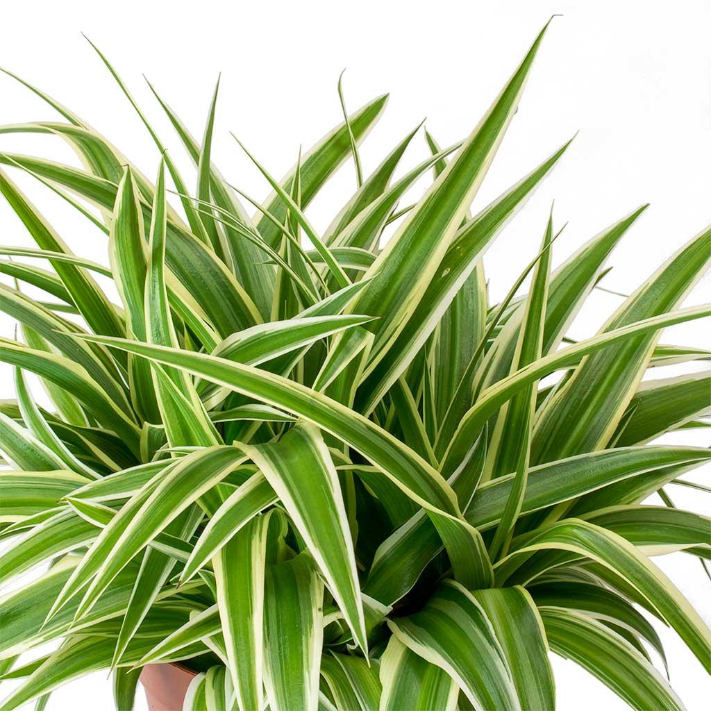 Spider Plant, Chlorophytum Comosum - View 17 from www redcrocus com