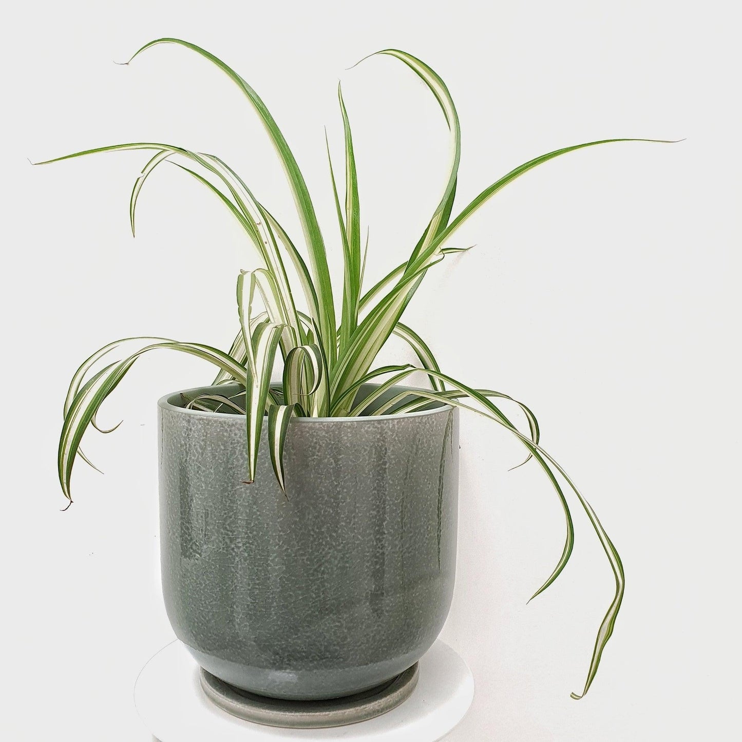 Spider Plant, Chlorophytum Comosum - View 19 from www redcrocus com