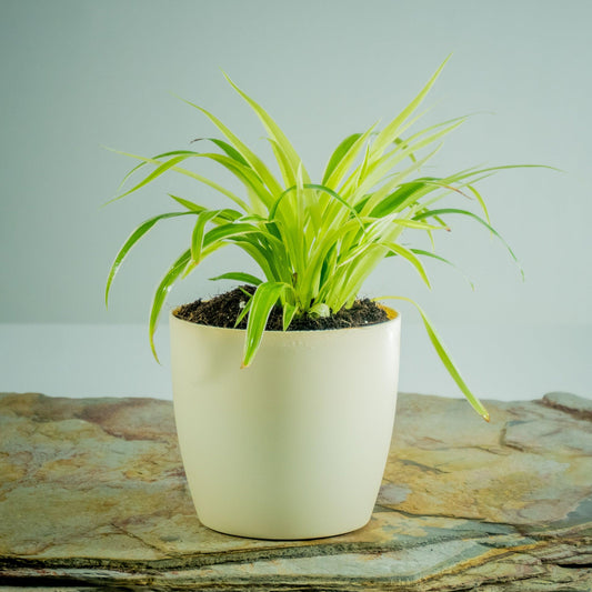 Spider Plant, Chlorophytum Comosum - View 1 from www redcrocus com