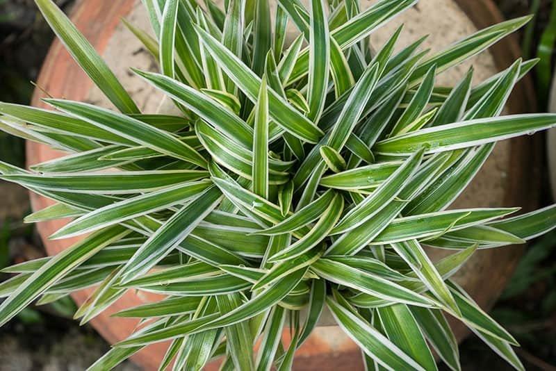 Spider Plant, Chlorophytum Comosum - View 4 from www redcrocus com