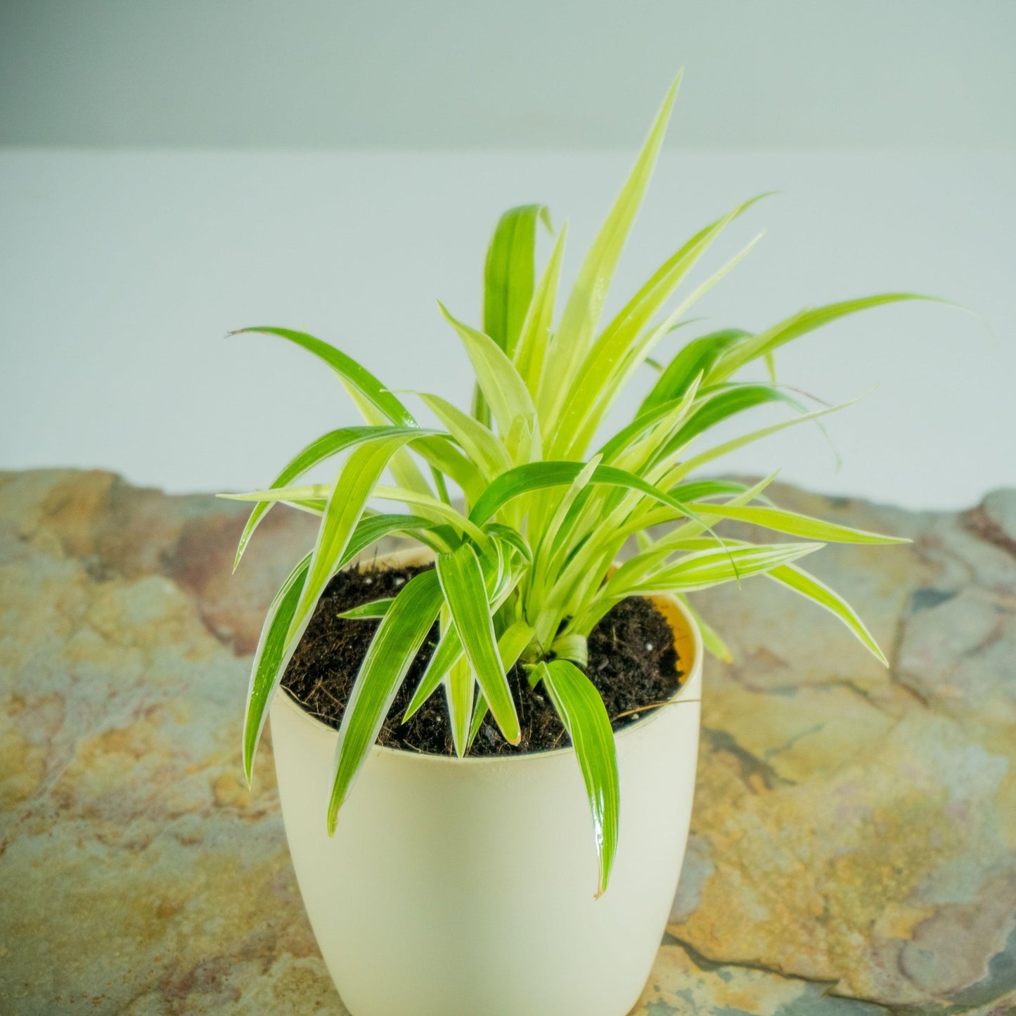 Spider Plant, Chlorophytum Comosum - View 5 from www redcrocus com