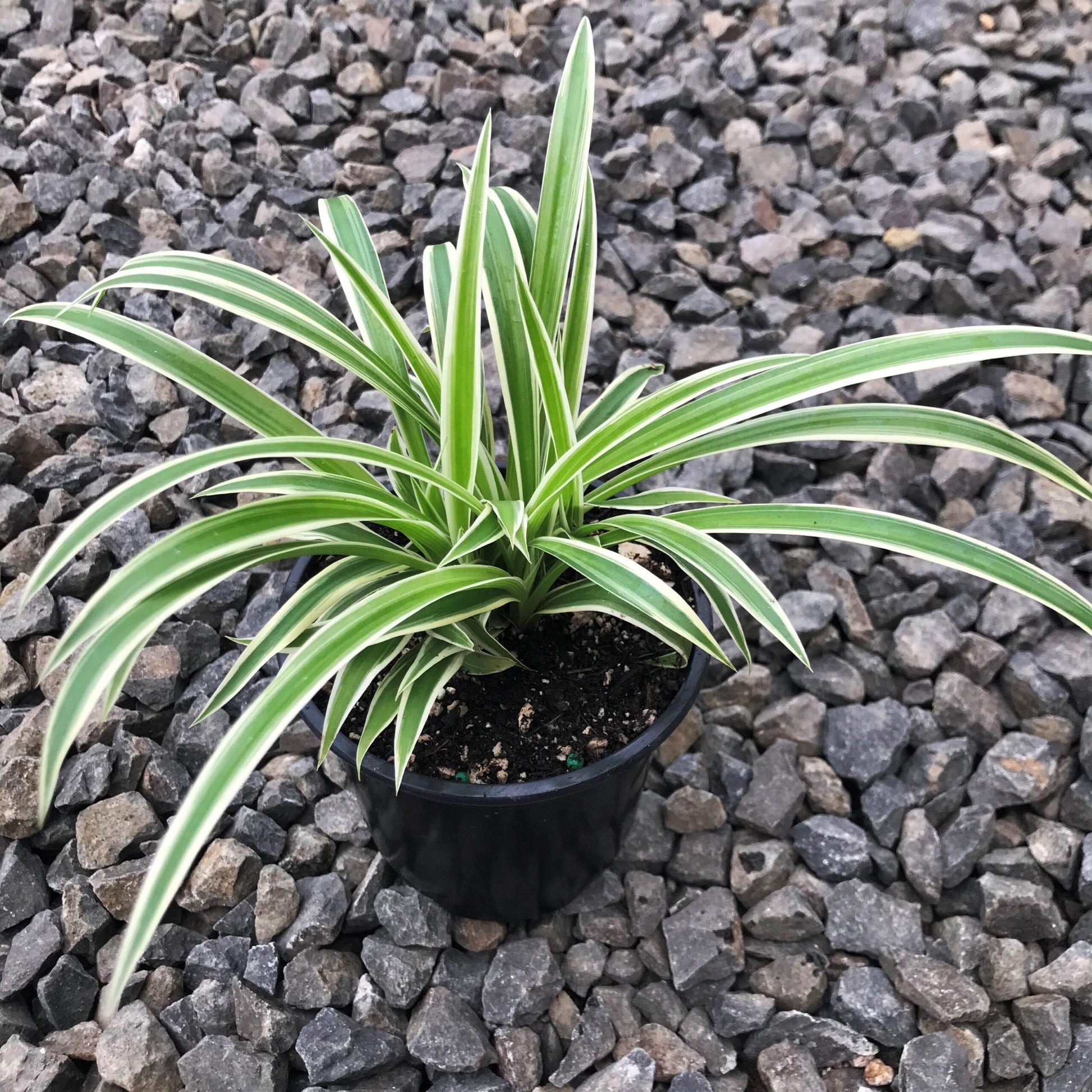Spider Plant, Chlorophytum Comosum - View 6 from www redcrocus com