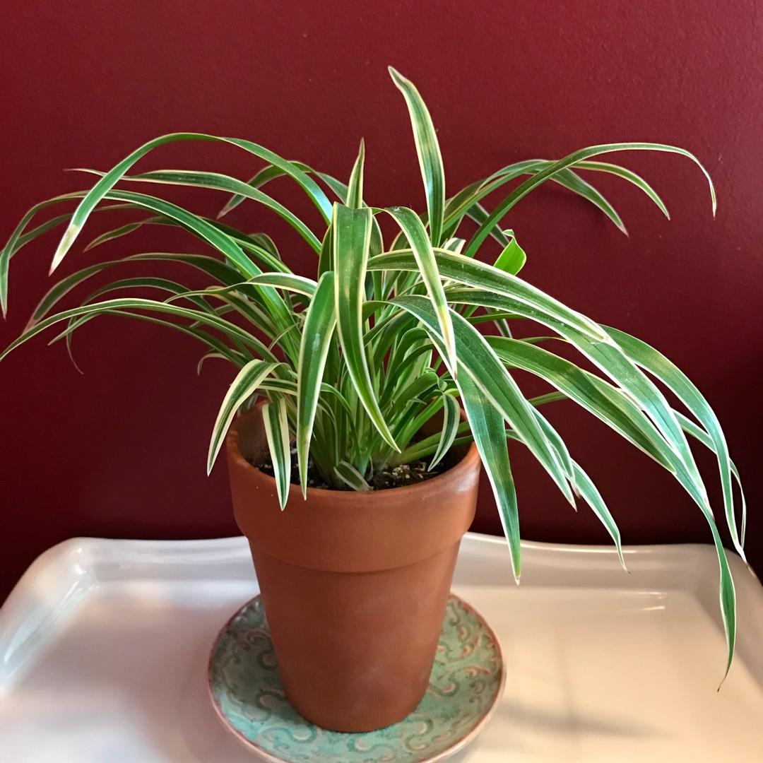 Spider Plant, Chlorophytum Comosum - View 7 from www redcrocus com