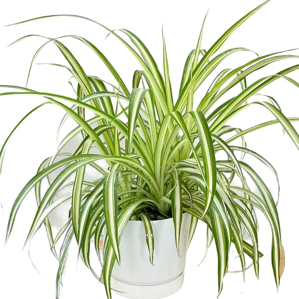 Spider Plant, Chlorophytum Comosum - View 8 from www redcrocus com