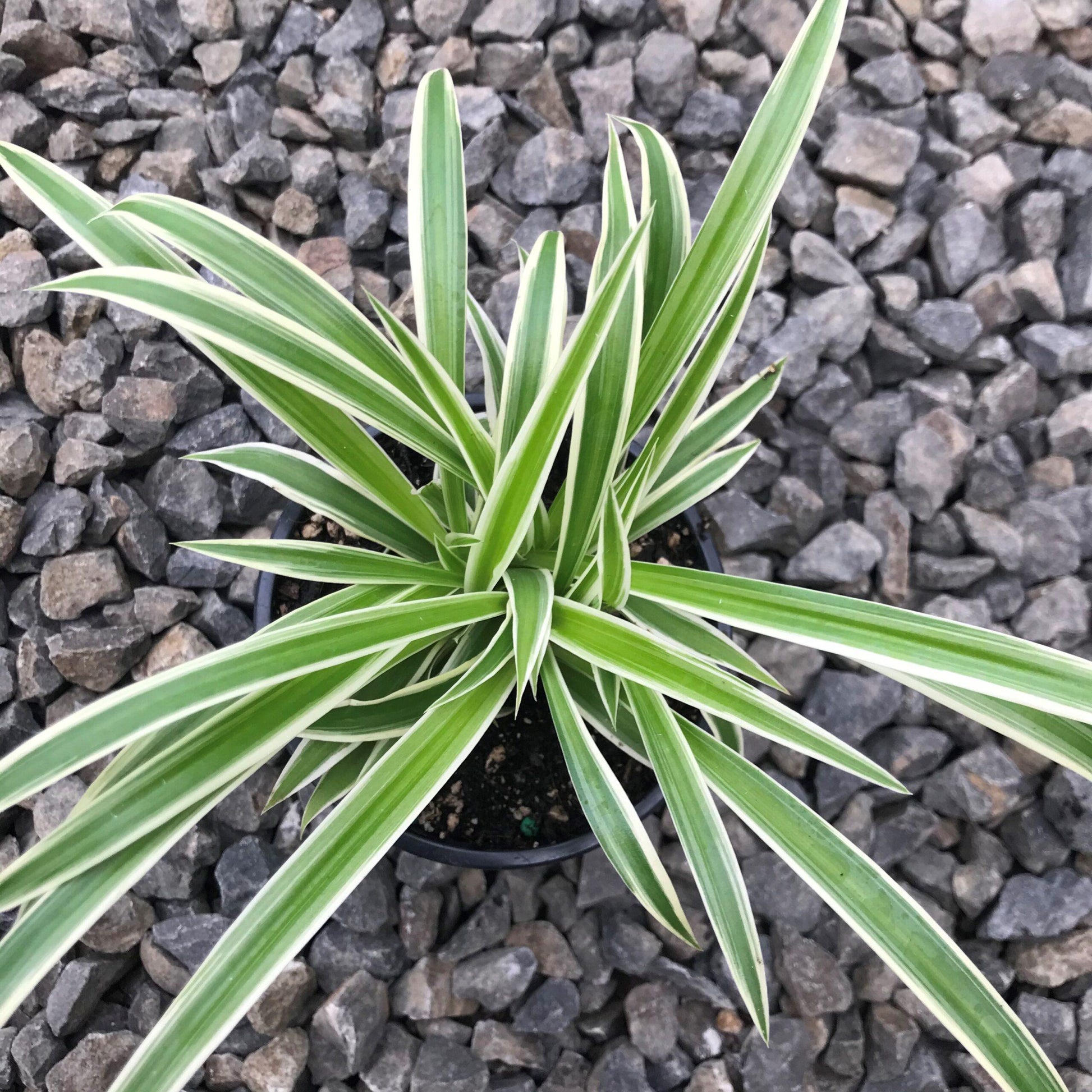 Spider Plant, Chlorophytum Comosum - View 9 from www redcrocus com