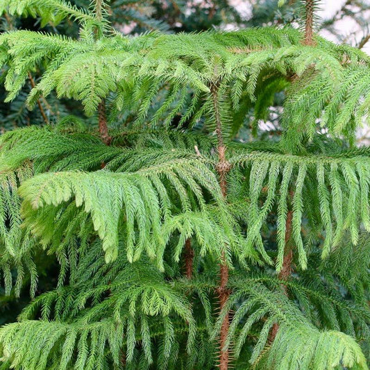 Araucaria Heterophylla (norfolk Island Pine) - View 26 from www redcrocus com