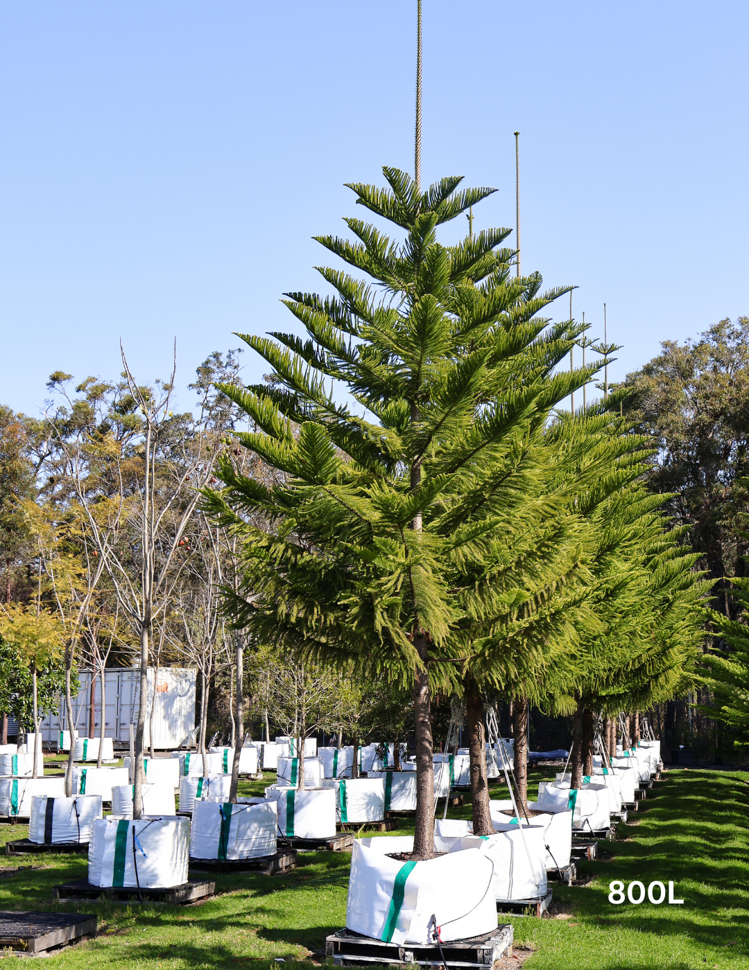 Araucaria Heterophylla (norfolk Island Pine) - View 31 from www redcrocus com