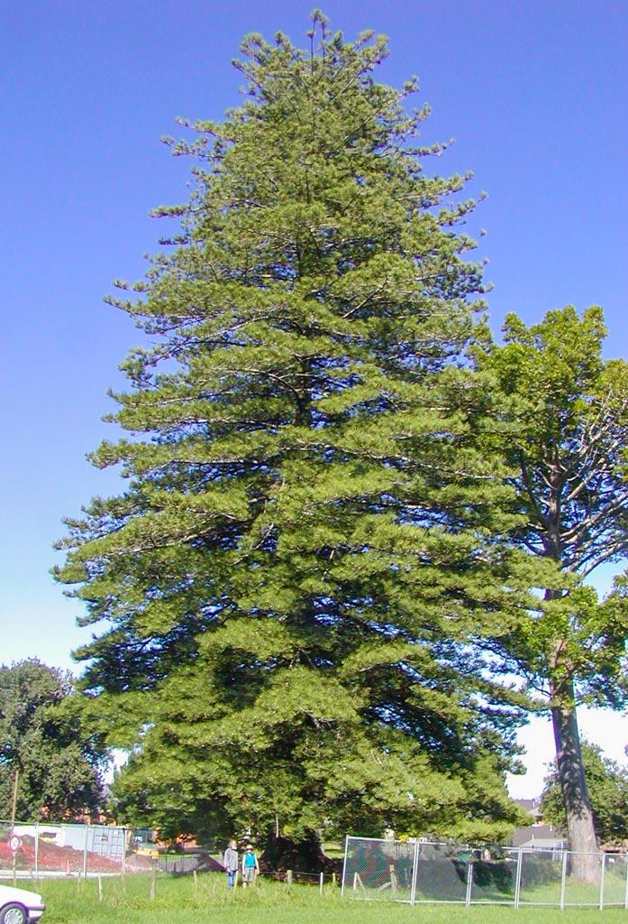 Araucaria Heterophylla (norfolk Island Pine) - View 11 from www redcrocus com
