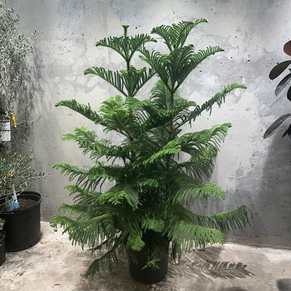 Araucaria Heterophylla (norfolk Island Pine) - View 20 from www redcrocus com