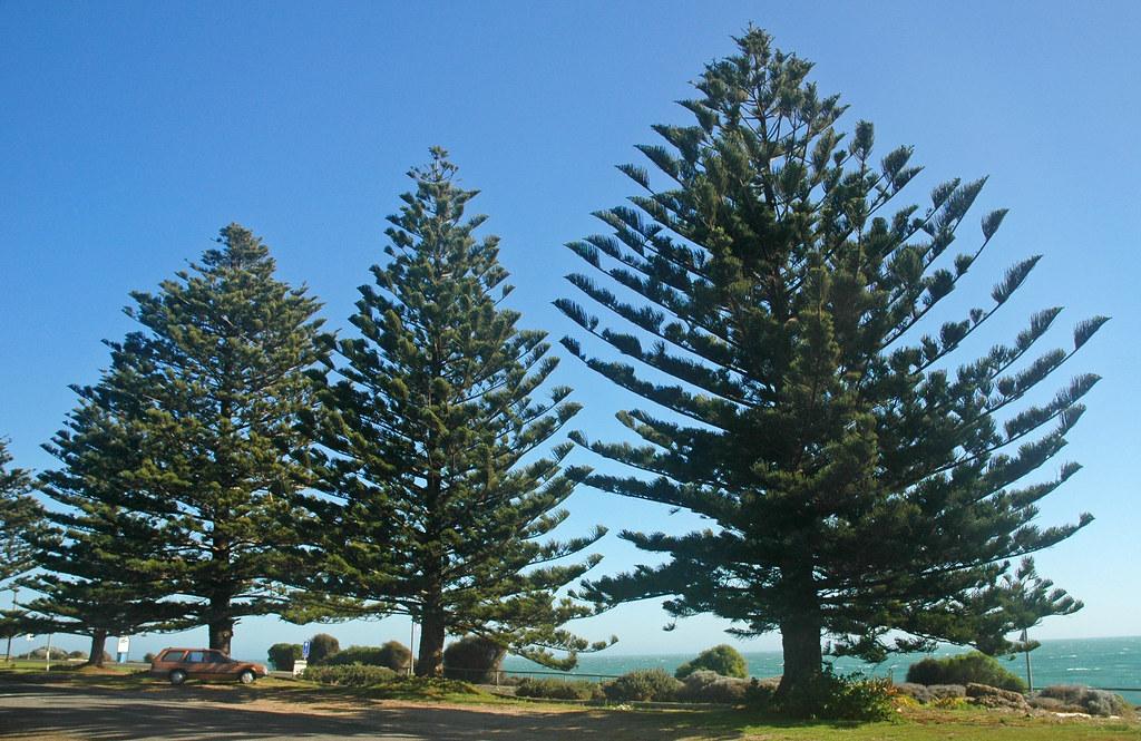Araucaria Heterophylla (norfolk Island Pine) - View 40 from www redcrocus com