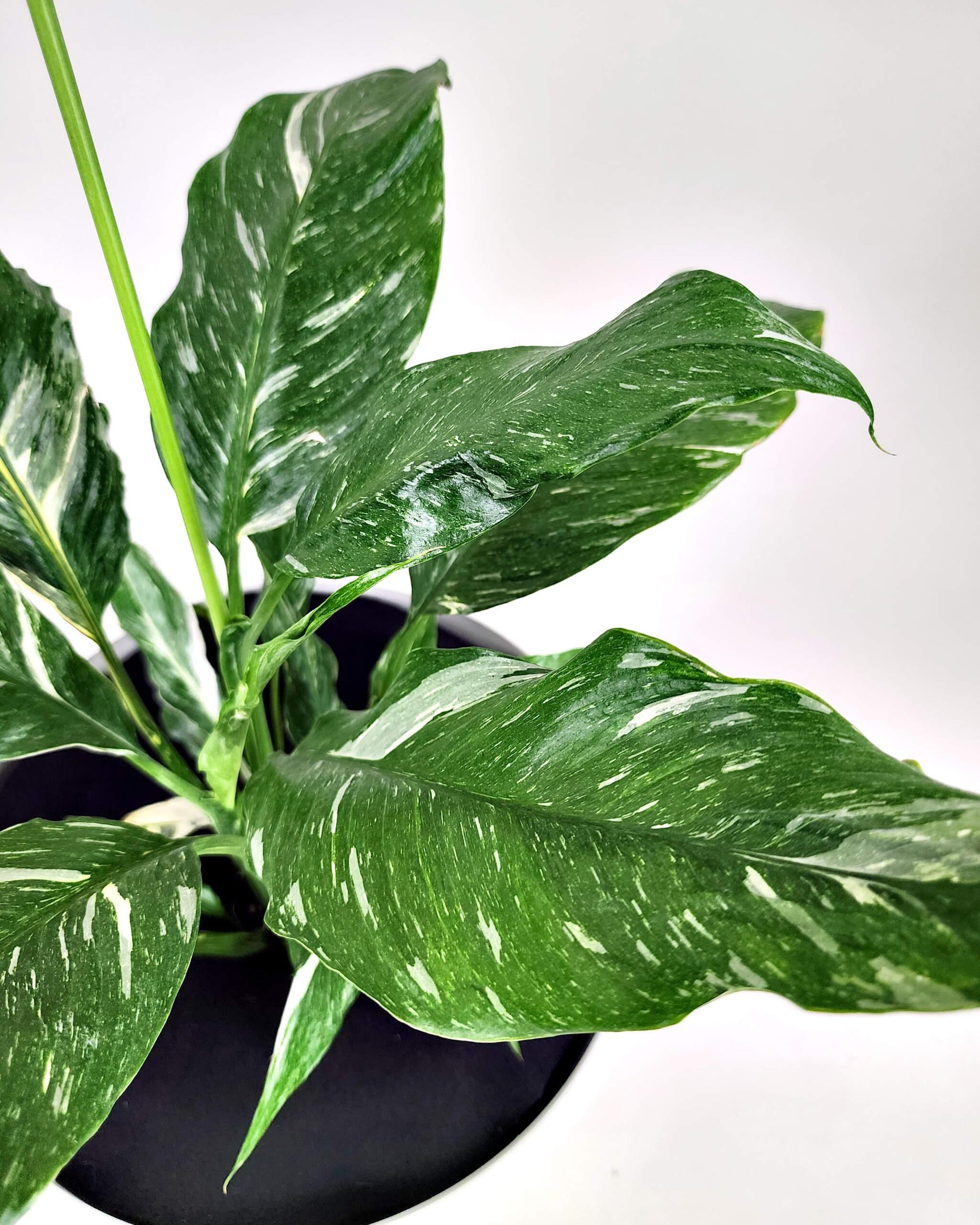 Spathiphyllum 'domino' - View 12 from www redcrocus com