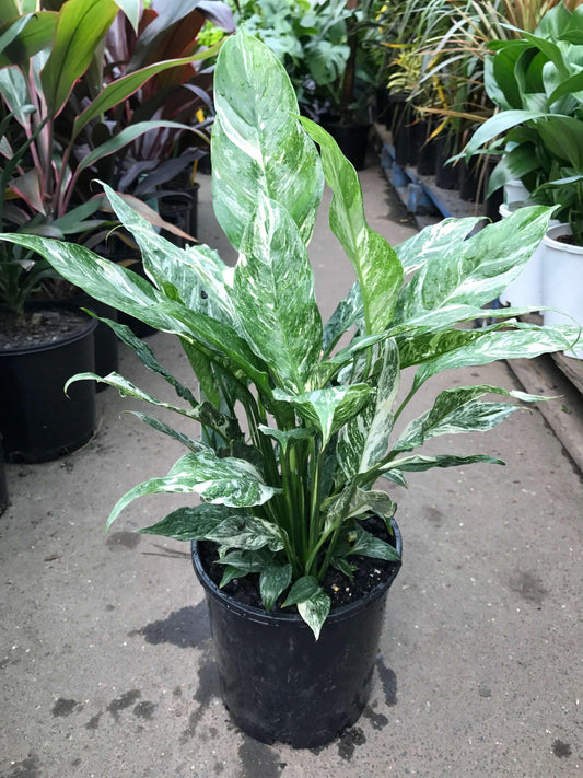 Spathiphyllum 'domino' - View 1 from www redcrocus com