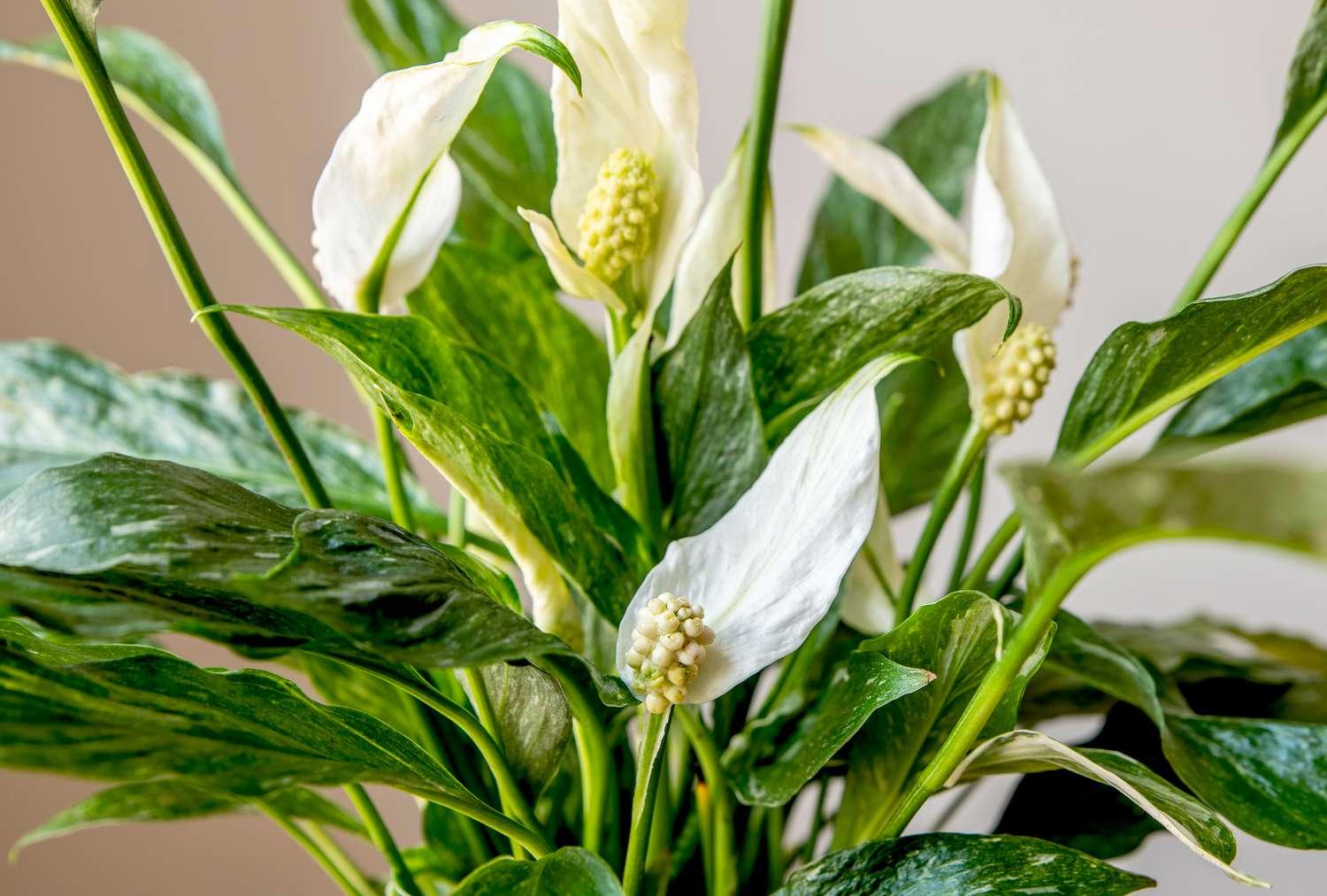 Spathiphyllum 'domino' - View 8 from www redcrocus com