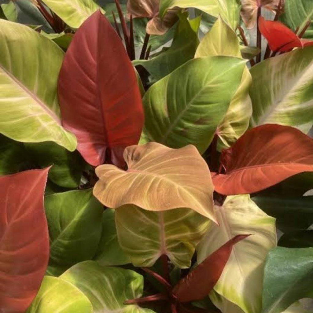 Philodendron 'mccolley's Finale' - View 11 from www redcrocus com