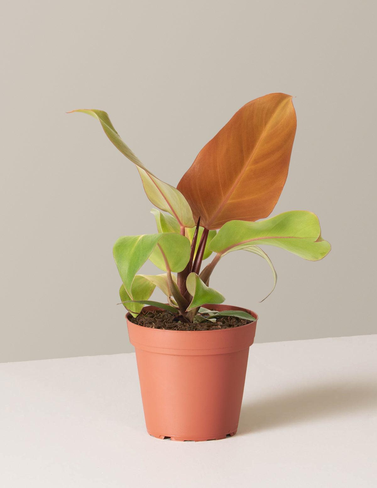 Philodendron 'mccolley's Finale' - View 17 from www redcrocus com