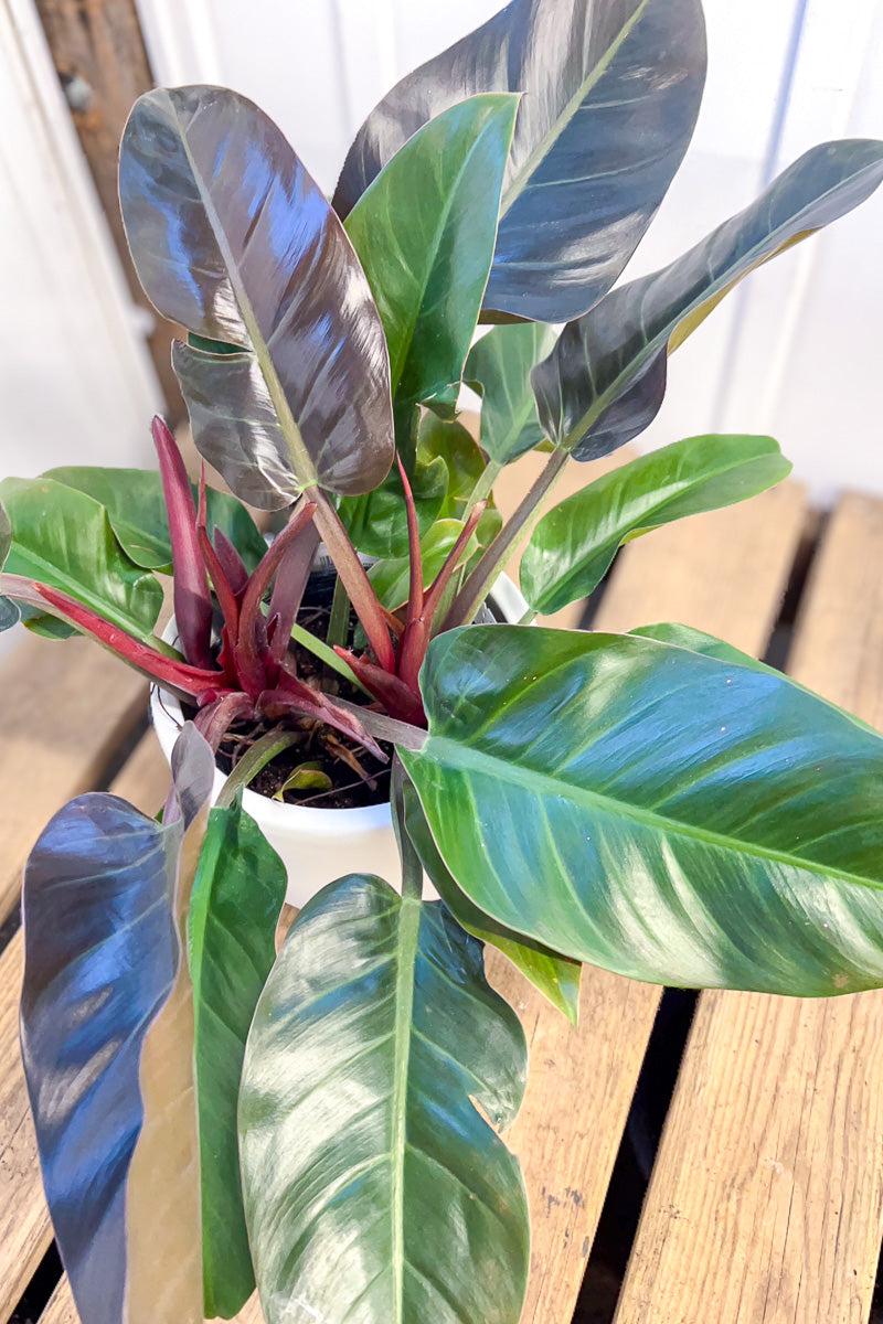 Philodendron 'mccolley's Finale' - View 18 from www redcrocus com