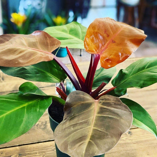 Philodendron 'mccolley's Finale' - View 1 from www redcrocus com