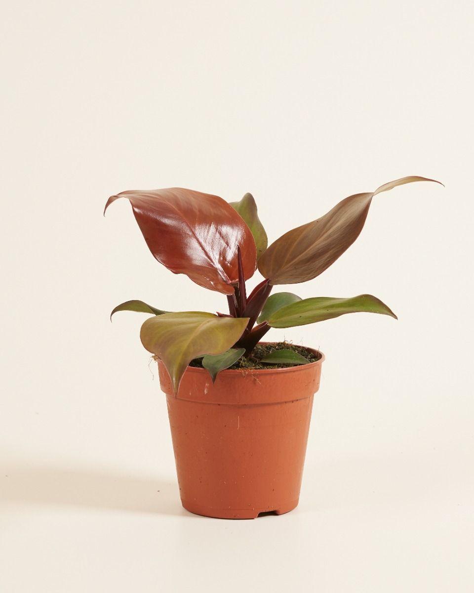 Philodendron 'mccolley's Finale' - View 8 from www redcrocus com