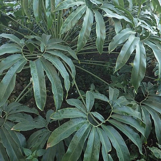 Philodendron Goeldii - View 1 from www redcrocus com