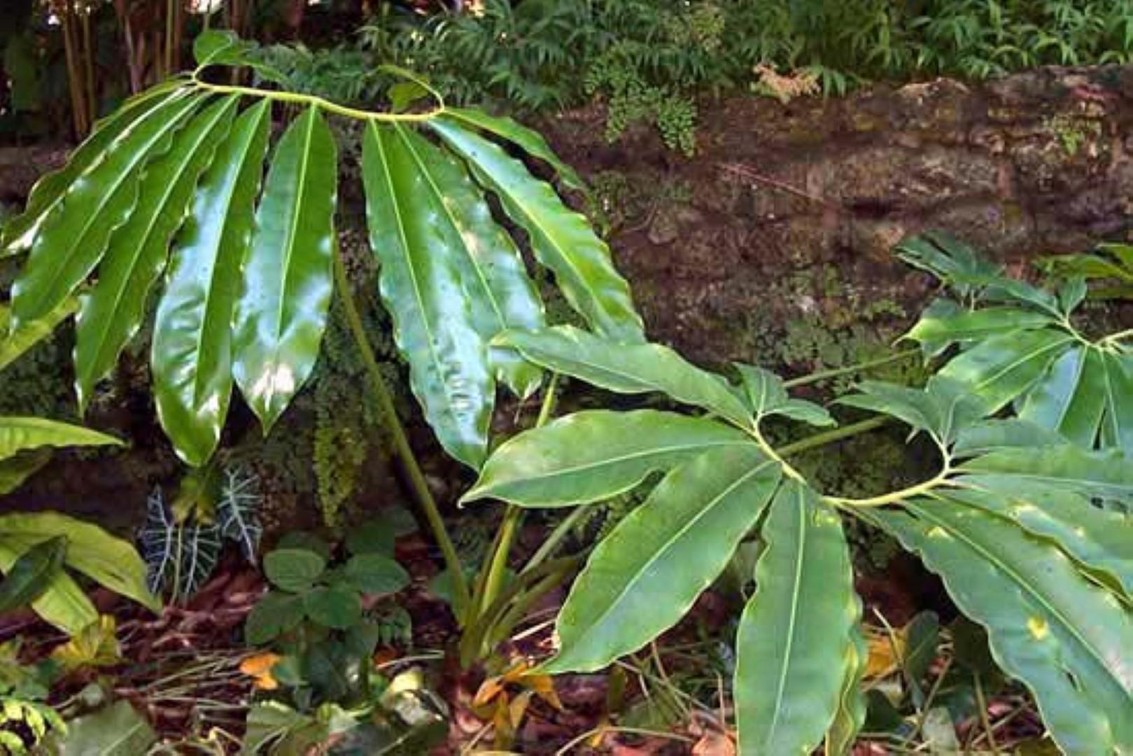Philodendron Goeldii - View 6 from www redcrocus com